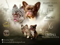 Shimmer⭐️ Isabella & Tan Fluffy , a female French Bulldog for sale in Redwood Valley, CA – Photo 8 of 9