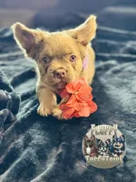 Shimmer⭐️ Isabella & Tan Fluffy , a female French Bulldog for sale in Redwood Valley, CA – Photo 3 of 9