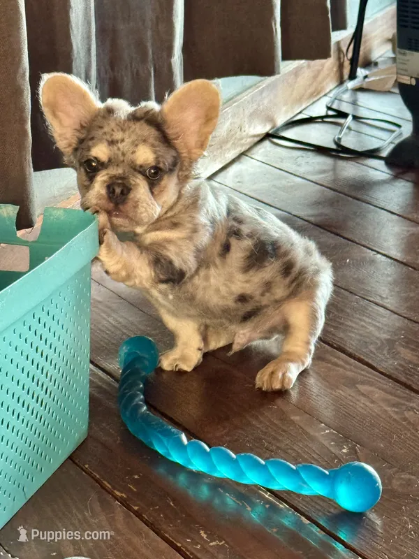 Mico Fluffy "Drizzle"  – French Bulldog puppy for sale in Redwood Valley, CA