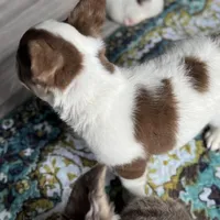 Labit "L/L Fluffy Rojo , a male French Bulldog for sale in Redwood Valley, CA – Photo 5 of 8