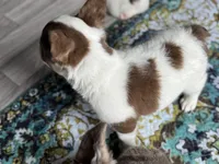 Labit , a male French Bulldog for sale in Redwood Valley, CA – Photo 5 of 8