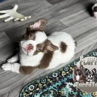 Labit "L/L Fluffy Rojo , a male French Bulldog for sale in Redwood Valley, CA – Photo 2 of 8