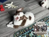 Labit , a male French Bulldog for sale in Redwood Valley, CA – Photo 2 of 8