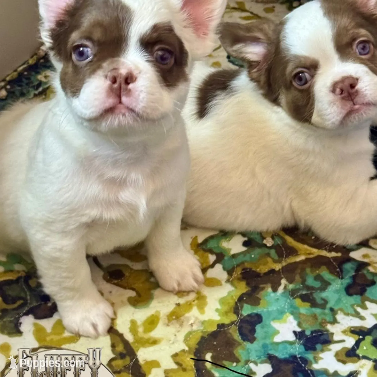 Labit , a male French Bulldog for sale in Redwood Valley, CA – Photo 7 of 8