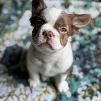 Labit "L/L Fluffy Rojo , a male French Bulldog for sale in Redwood Valley, CA – Photo 3 of 8