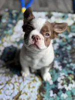 Labit , a male French Bulldog for sale in Redwood Valley, CA – Photo 3 of 8