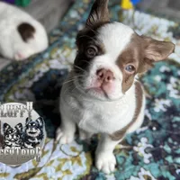 Labit "L/L Fluffy Rojo , a male French Bulldog for sale in Redwood Valley, CA – Photo 1 of 8