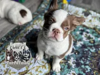 Labit , a male French Bulldog for sale in Redwood Valley, CA – Photo 1 of 8