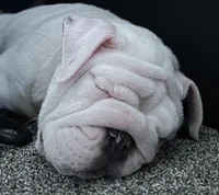 Tuddy, a male English Bulldog for sale in Naperville, IL – Photo 4 of 10