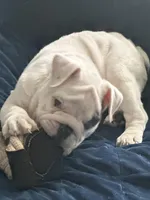 Tuddy, a male English Bulldog for sale in Naperville, IL – Photo 7 of 10