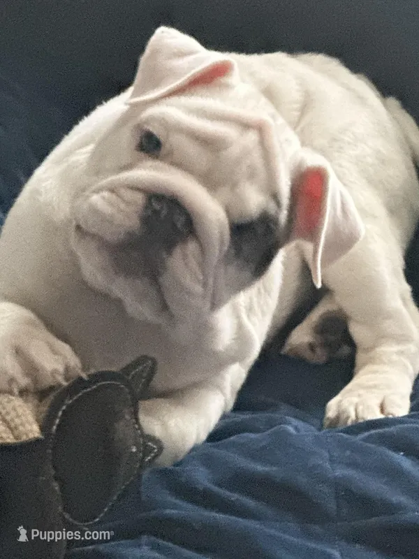 Tuddy – English Bulldog puppy for sale in Naperville, IL