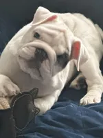 Tuddy, a male English Bulldog for sale in Naperville, IL – Photo 1 of 10