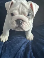 Tuddy, a male English Bulldog for sale in Naperville, IL – Photo 10 of 10