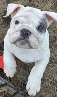 Tuddy, a male English Bulldog for sale in Naperville, IL – Photo 8 of 10