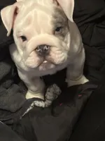 Tuddy, a male English Bulldog for sale in Naperville, IL – Photo 6 of 10