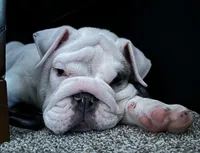 Tuddy, a male English Bulldog for sale in Naperville, IL – Photo 9 of 10
