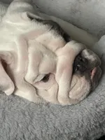 Tuddy, a male English Bulldog for sale in Naperville, IL – Photo 3 of 10