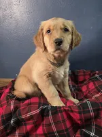 Grey, a female Golden Retriever for sale in Green Bay, WI – Photo 6 of 7