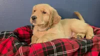 Grey, a female Golden Retriever for sale in Green Bay, WI – Photo 1 of 7