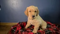 Grey, a female Golden Retriever for sale in Green Bay, WI – Photo 2 of 7
