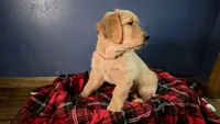 Grey, a female Golden Retriever for sale in Green Bay, WI – Photo 3 of 7