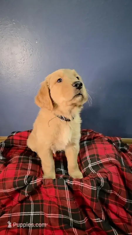 Black – Golden Retriever puppy for sale in Green Bay, WI