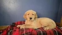 Black, a male Golden Retriever for sale in Green Bay, WI – Photo 4 of 5