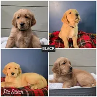 Black, a male Golden Retriever for sale in Green Bay, WI – Photo 5 of 5