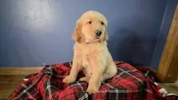 Blue, a male Golden Retriever for sale in Green Bay, WI – Photo 1 of 3