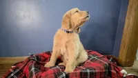 Blue, a male Golden Retriever for sale in Green Bay, WI – Photo 2 of 3