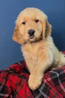 Blue, a male Golden Retriever for sale in Green Bay, WI – Photo 3 of 3