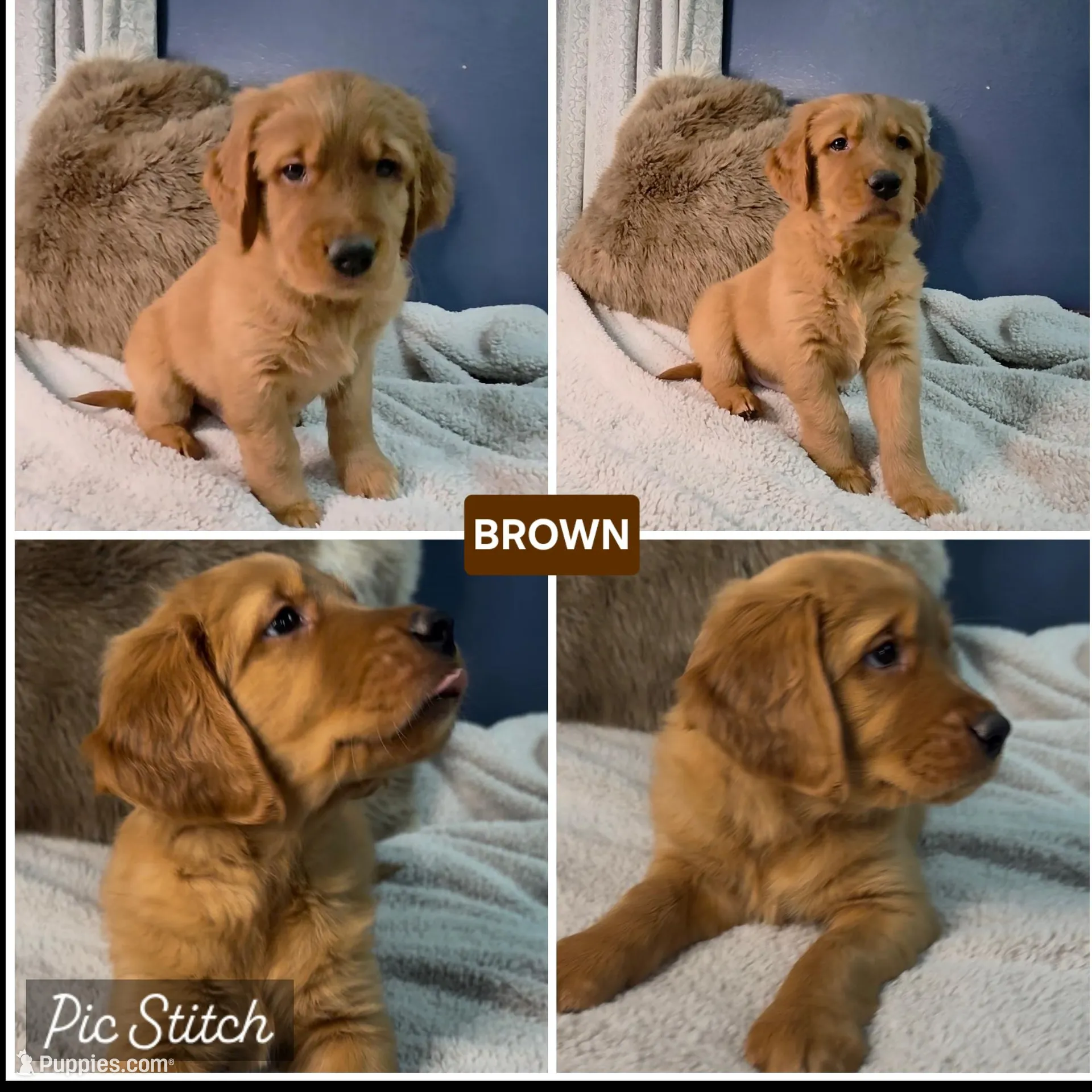 Brown, a male Golden Retriever for sale in Green Bay, WI – Photo 5 of 7