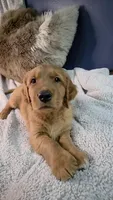 Brown, a male Golden Retriever for sale in Green Bay, WI – Photo 3 of 7