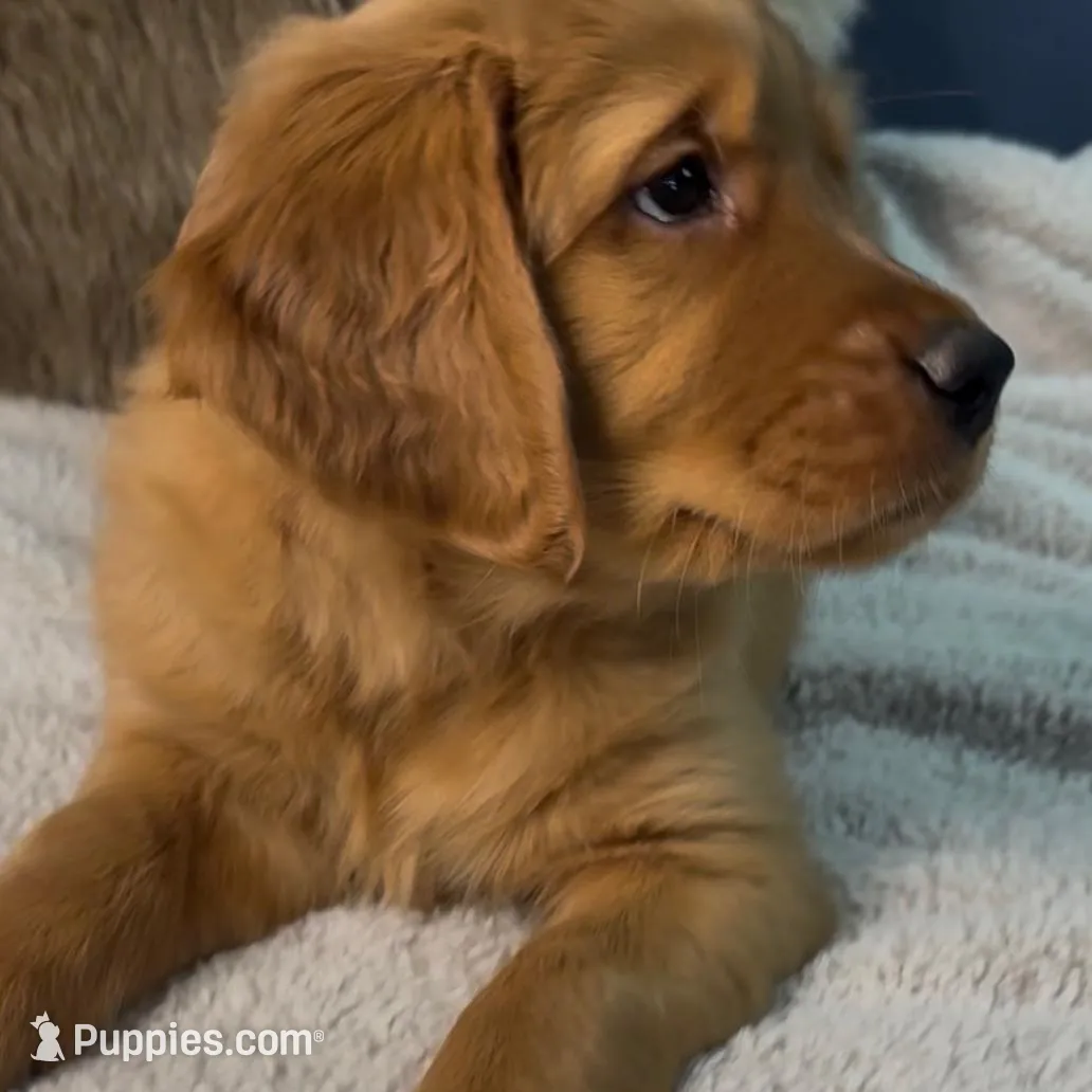 Brown, a male Golden Retriever for sale in Green Bay, WI – Photo 7 of 7