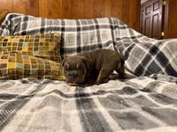 Jetta, a female English Bulldog for sale in Minerva, OH – 6 of 10