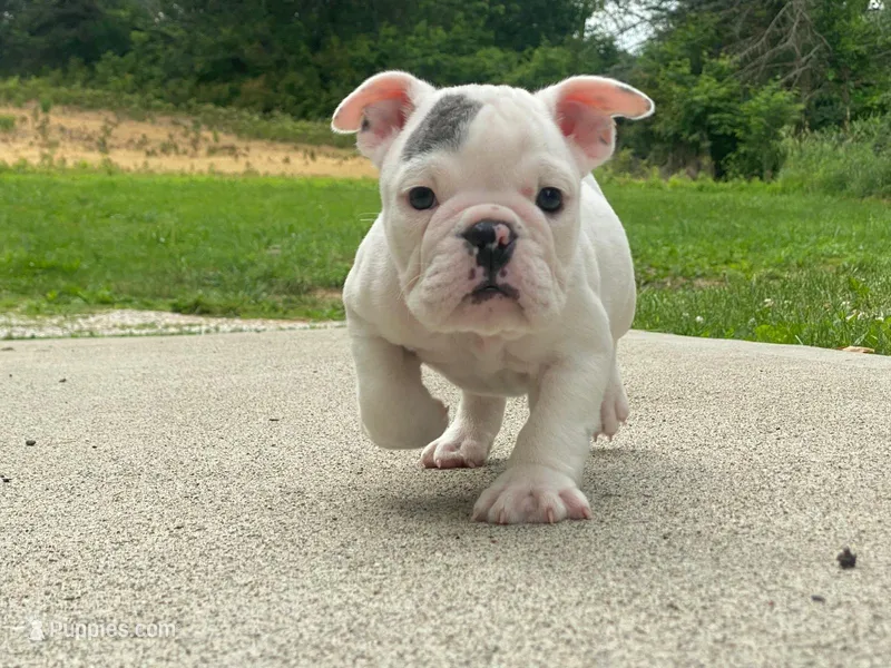 Sarge – English Bulldog puppy for sale in Minerva, OH