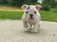 Sarge, a male English Bulldog for sale in Minerva, OH – 2 of 5