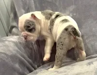 Wow! , a female English Bulldog for sale in Minerva, OH – 4 of 4