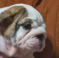 Hamburger, a male English Bulldog for sale in Minerva, OH – 2 of 7