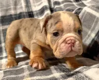 Desi, a female English Bulldog for sale in Minerva, OH – 9 of 10