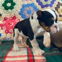 DUSTY, a male English Bulldog and French Bulldog for sale in Minerva, OH – Photo 7 of 8