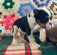 DUSTY, a male English Bulldog and French Bulldog for sale in Minerva, OH – Photo 7 of 8