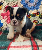 DUSTY, a male English Bulldog and French Bulldog for sale in Minerva, OH – Photo 6 of 8