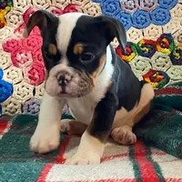 DUSTY, a male English Bulldog and French Bulldog for sale in Minerva, OH – Photo 4 of 8
