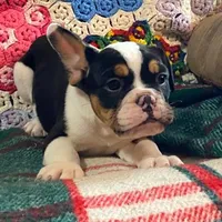 DUSTY, a male English Bulldog and French Bulldog for sale in Minerva, OH – Photo 5 of 8