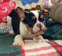 DUSTY, a male English Bulldog and French Bulldog for sale in Minerva, OH – Photo 2 of 8