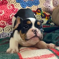 DUSTY, a male English Bulldog and French Bulldog for sale in Minerva, OH – Photo 3 of 8