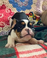 DUSTY, a male English Bulldog and French Bulldog for sale in Minerva, OH – Photo 1 of 8