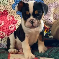 DUSTY, a male English Bulldog and French Bulldog for sale in Minerva, OH – Photo 1 of 8