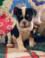 DUSTY, a male English Bulldog and French Bulldog for sale in Minerva, OH – Photo 5 of 8